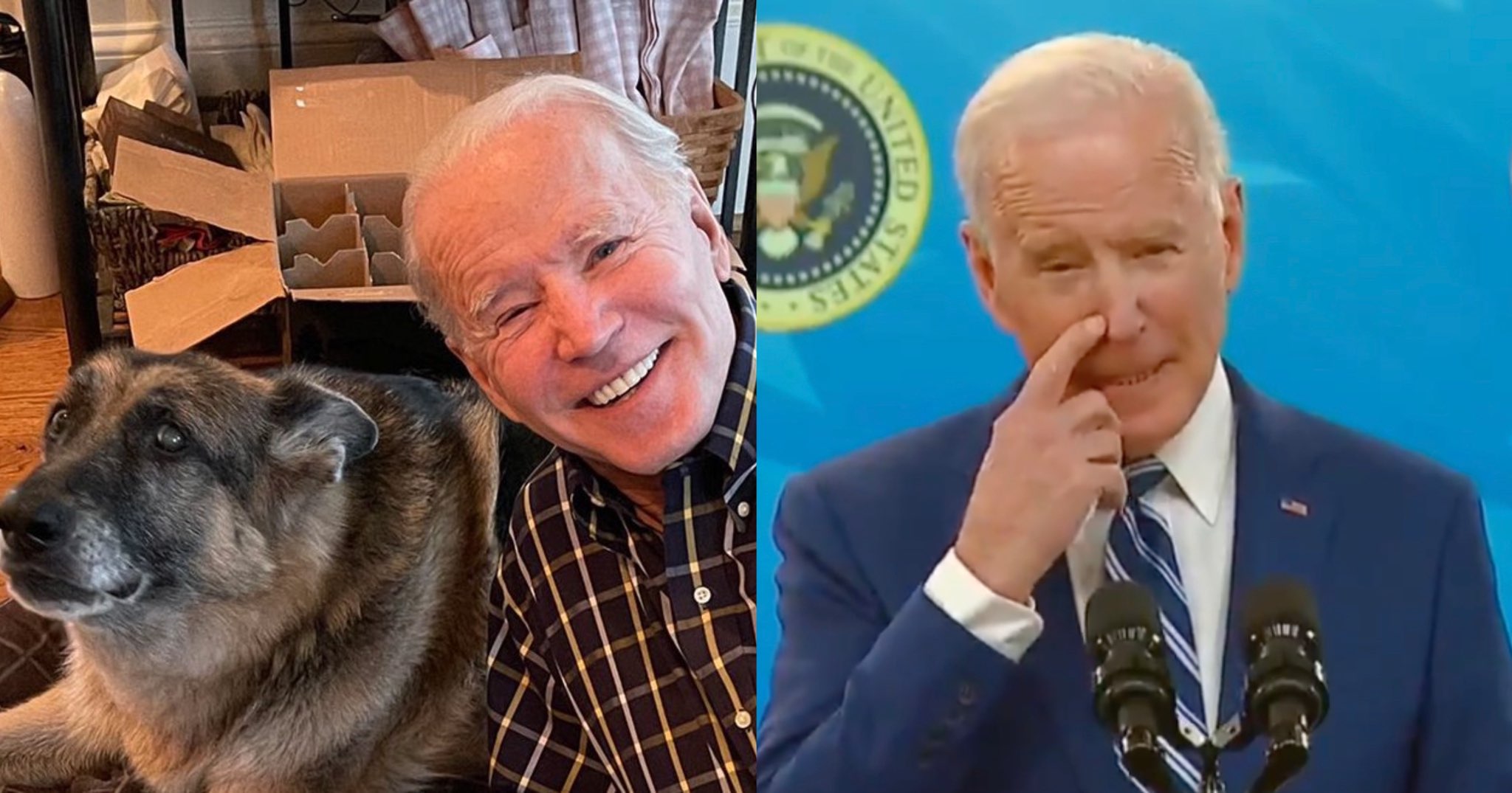 President Biden's Dog Bites Someone Else, Injuring National Park ...